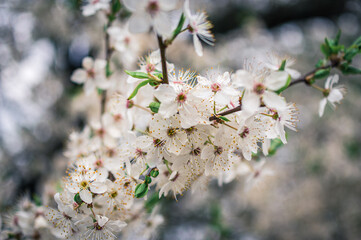 kwitnące drzewo śliwki mirabelki
