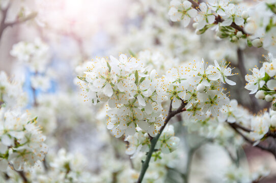 Close up of the spring cherry flowers. Branch with White Blossoming Cherry Flowers and Buds.