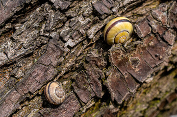 małe ślimaki na korze drzewa © Henryk Niestrój