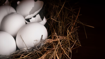 Closeup raw white brown organic fresh eggs shell with yolk from happy chicken hen free range farm on nature hatch grass straw nest healthy protein food symbol of spring season birth easter festival
