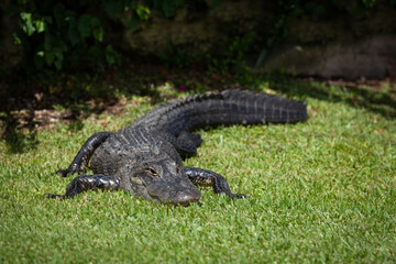 A large alligator on the lawn near the pond in the Everglades Park. The crocodile calmly climbs out of the water onto the lawn.