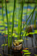 frog in the tree trunk