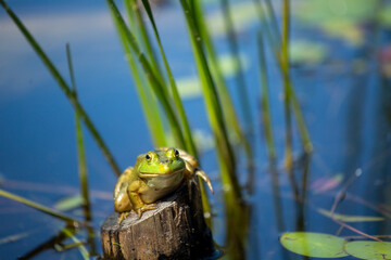 frog in the tree trunk