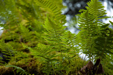 fern leaves on tree at Bellevue Botanical Garden, Bellevue, WA