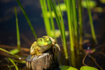frog in the tree trunk