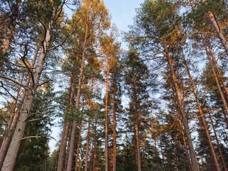 Sun at crown of trees