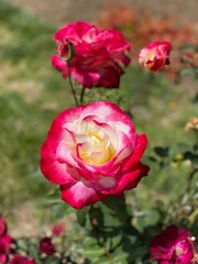 red roses in garden