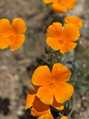orange flower in the garden