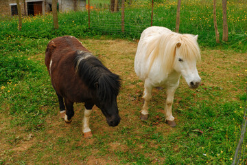 Horse in miniature. Black and white horses in the field in summer.Miniature pony.