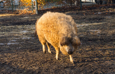 Fototapeta premium The Woolly Sheep-Pig standing in a muddy cage in the sunshine
