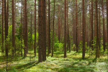 Fototapeta na wymiar Pine forest in sunny summer day