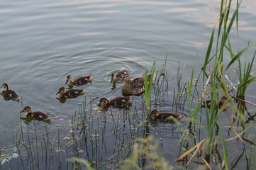 mallard duck and yellow-brown ducklings swim on the water