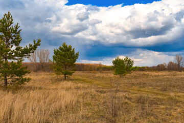 Fototapeta premium Trees in the meadow under the clouds