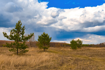 Trees in the meadow under the clouds