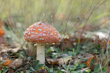 Muchomor , las, grzyb, zatrucie, nie jadalny, trujący © jacekstagun