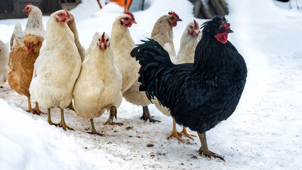A group or flock of white colored leghorn and black cock crossbred free range egg laying hen chickens with white snow in the background on a rural farm in the winter season. Chicken farm concept.