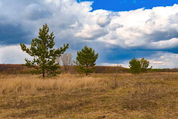 Obraz premium Trees in the meadow under the clouds