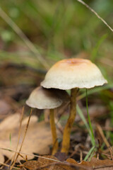 grzyb, charakter, bory, jesienią, grzyb, boletus, jedzenie, gras, braun, grzyb, zieleń, makro, jadalne, roślin, mech, czapka, pora roku, naturalny, opad, lato, drewna, grzyb, dzika, bliska, flora