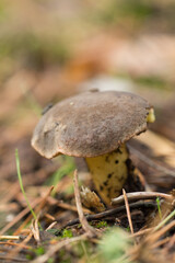 grzyb, charakter, bory, jesienią, grzyb, boletus, jedzenie, gras, braun, grzyb, zieleń, makro, jadalne, roślin, mech, czapka, pora roku, naturalny, opad, lato, drewna, grzyb, dzika, bliska, flora