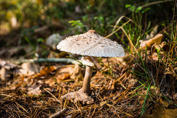 czubajka kania,grzyb, bory, jesienią, charakter, grzyb, jedzenie, boletus, jadalne, grzyb, braun, mech, grzyb, drewna, gras, cep, pora roku, czapka, makro, muchomor, zieleń, roślin, opad, dzika, czerw
