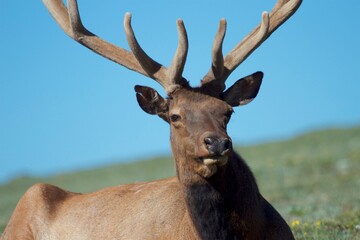 closeup of stately bull elk