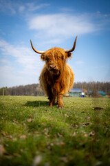 Highland Cow