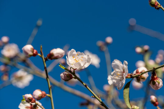 Flowering almond trees against blue sky