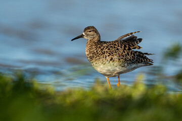 A ruff (Philomachus pugnax)