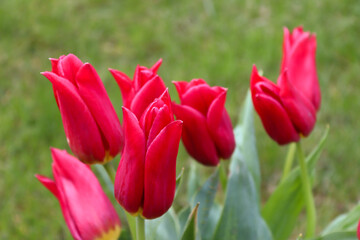 Fototapeta premium Spring flowers - red tulips, green leaves. Close-up of a red tulip. Blurred background.