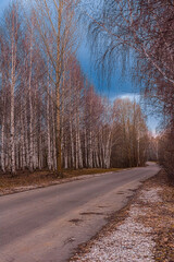 Autumn road in the forest