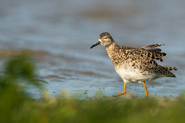 A ruff (Philomachus pugnax)