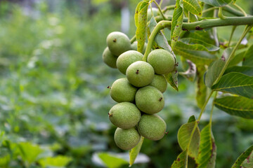 Walnuts ripen on a branch in the garden
