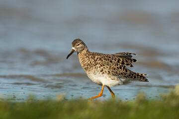 A ruff (Philomachus pugnax)