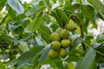 Walnuts ripen on a branch in the garden