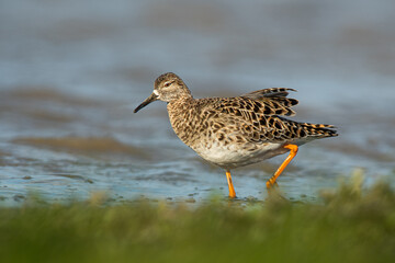 A ruff (Philomachus pugnax)