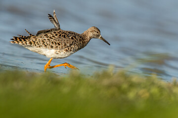 A ruff (Philomachus pugnax)