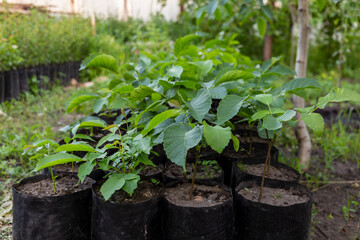 Potted tree sprouts. Planting walnut sprouts in the garden in spring