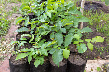 Potted tree sprouts. Planting walnut sprouts in the garden in spring