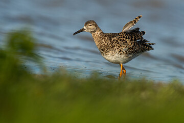 A ruff (Philomachus pugnax)
