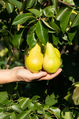 Hand holding many ripe pears hanging on a branch in a sunny garden