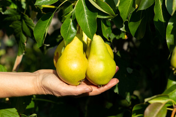 Hand holding many ripe pears hanging on a branch in a sunny garden