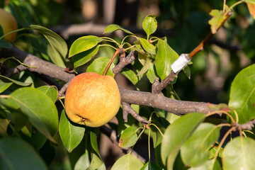 Apple hanging in the branches on the garden