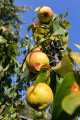 Apple fruits hanging in the branches