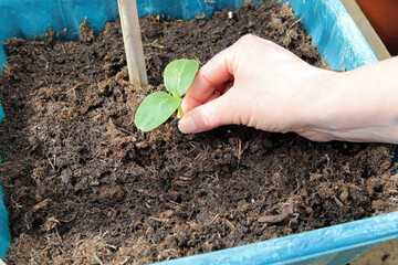 A Gardeners Hand Planting A Young Cucumber Plant.