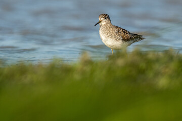 A wood sandpiper (Tringa glareola)