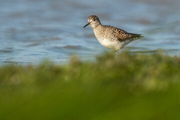 A wood sandpiper (Tringa glareola)