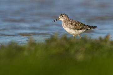A wood sandpiper (Tringa glareola)
