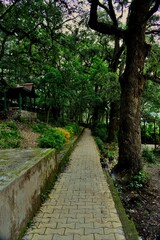 Fototapeta premium Path in the park.