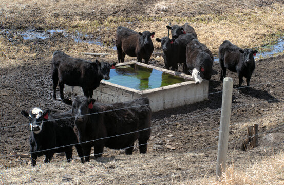 Curious cows at a water tank in Western Montana