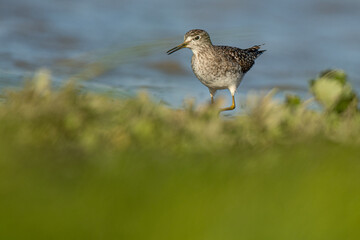 A wood sandpiper (Tringa glareola)